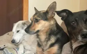 Schenkst du Eva dein Herz? Bild 5