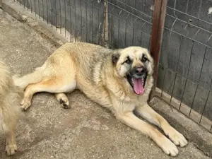 Rüde 028420 stellt sich vor