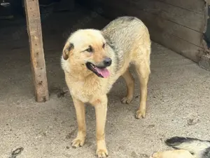 Rüde 028419 sucht seine Menschen