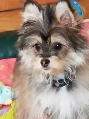 Pomeranian  Biewer Yorkshire  Hündin 