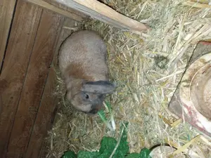 Zu verschenken 1 Hasen Männchen 