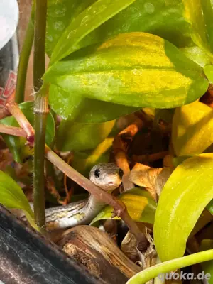 Kornnatter Schwarz-Weiß incl. Terrarium