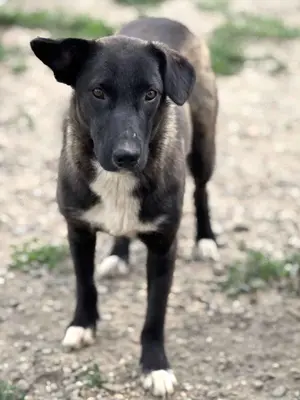 Mona G ca. 45 cm   die Neugierige