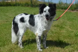 KIKA, Sheltie Border Collie Mischling (kastriert) SGB 595,00   