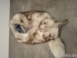 Fuchsstola Silberfuchs