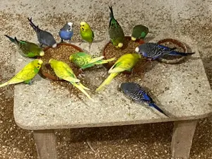 Junge Farbwellensittiche abzugeben......auch Rainbows