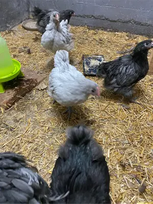 Mehrere Orpington Höhne (große Rasse) abzugeben