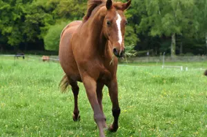 Pferdebegeisterte Reiterin gesucht!