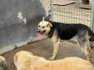 Rüde 028404 sucht sein Zuhause