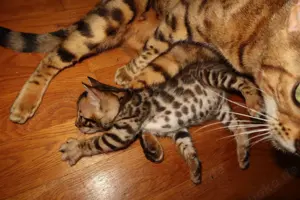 Bengal Babykätzchen
