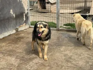 Rüde 028403 stellt sich vor Bild 6