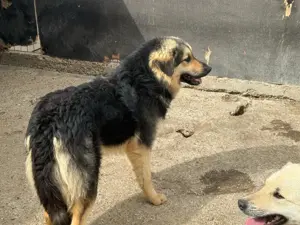 Rüde 028403 stellt sich vor Bild 4