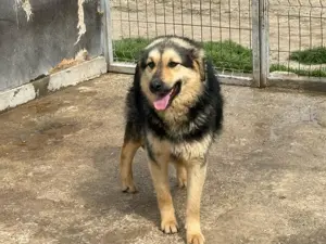 Rüde 028403 stellt sich vor Bild 2