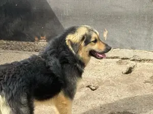 Rüde 028403 stellt sich vor Bild 5