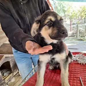 Rüde 028403 stellt sich vor Bild 3