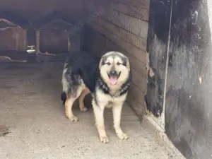 Rüde 028403 stellt sich vor Bild 7