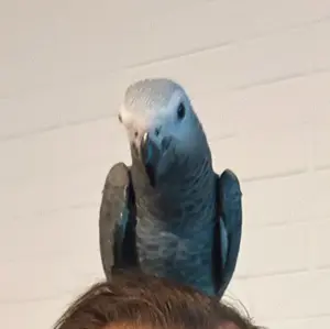 Graupapagei Weibchen 26 Wochen . Kein Tausch keine Verhandlung über Preis 