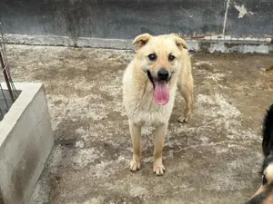 Rüde Zadock sucht hier seine Familie