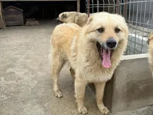 Rüde Hugo sucht seine Menschen