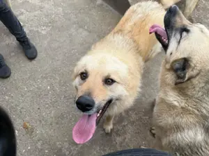 Rüde 028401 sucht seine Menschen