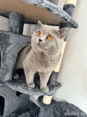 BKH Deckkater mit Stammbaum BG B