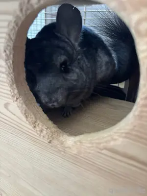 2 chinchillas jungs 