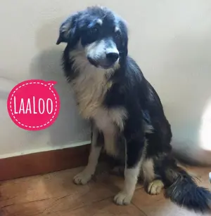 Laaloo, wunderschöne, junge und ruhige Hündin, Collie Tornjak Mix