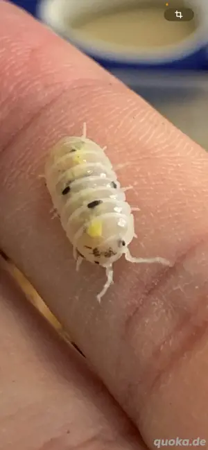 Armadillidium vulgare  magic potion japan"