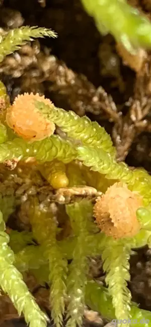 Cristarmadillidium muricatum "pineapple isopod" Assel