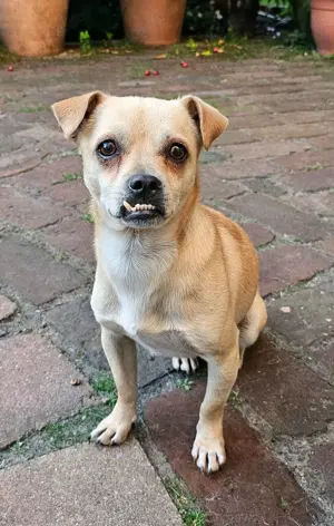 PHILIPPO sucht das große Glück