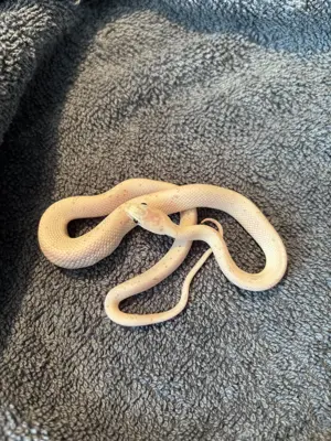 Kornnatter "Palmetto"   Nachzuchten 2025 zu verkaufen