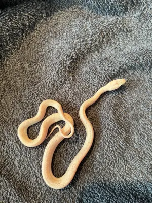 Kornnatter "Palmetto"   Nachzuchten 2025 zu verkaufen