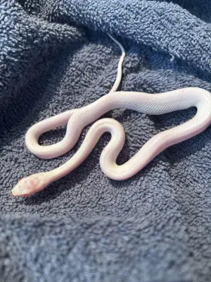 Kornnatter "Amel Palmetto"   Nachzuchten 2025 zu verkaufen 