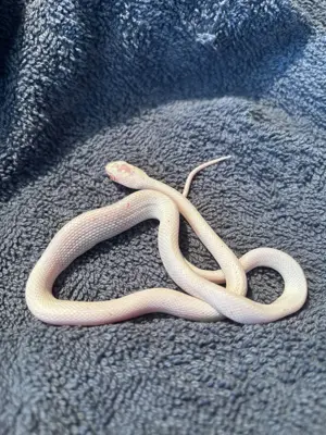 Kornnatter "Amel Palmetto Bug-Eyes"   Nachzuchten 2025 zu verkaufen