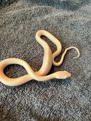 Kornnatter "Palmetto Bug-Eyes"   Nachzuchten 2025 zu verkaufen