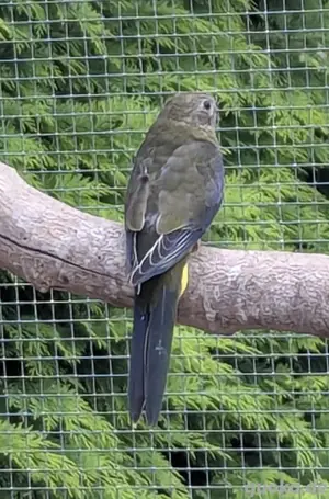 Schönsittich anzugeben