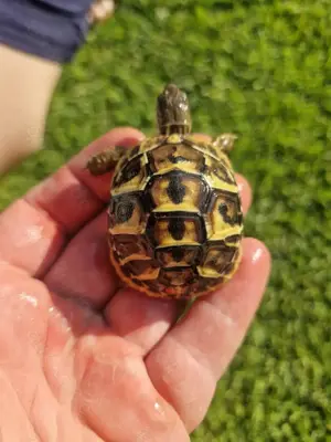 Griechische Landschildkröte, THH Apulien (Murgia)