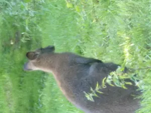 2 männliche Bennett Kängurus abzugeben