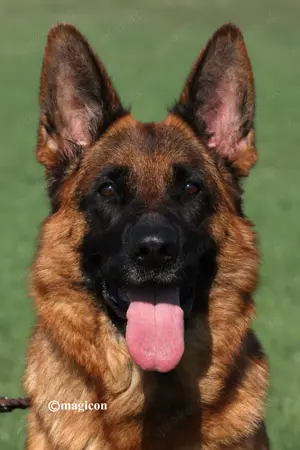 Schäferhundwelpen 