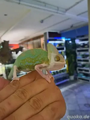 Jemenchamäleon Bock Männchen Pied 