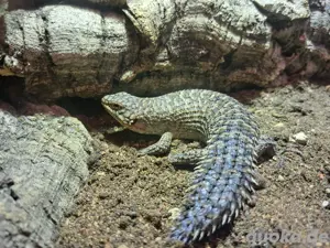 Egernia Stokesii weibchen 0.1