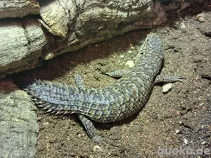 Egernia Stokesii weibchen 0.1