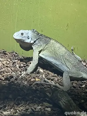 Antillen Leguan Iguana Delicatissima Pärchen 1.1