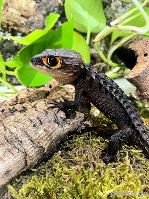 Rotaugenbuschkrokodil