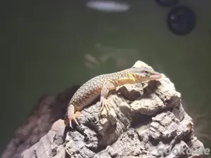 Storrs Zwergwaran Varanus Storri