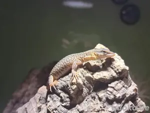 Storrs Zwergwaran Varanus Storri