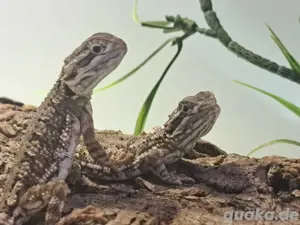 Zwergbartagam 1.0 Bild 2