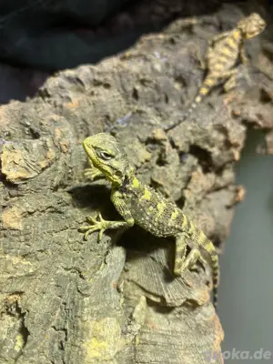Schleuderschwanz Agame 