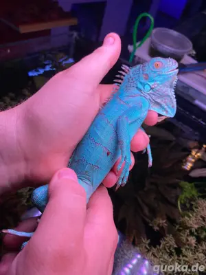 Blauer Leguan Iguana Iguana