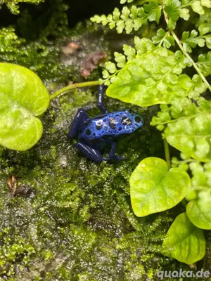 Pfeilgiftfrosch Dentrobates Azureus Bild 2